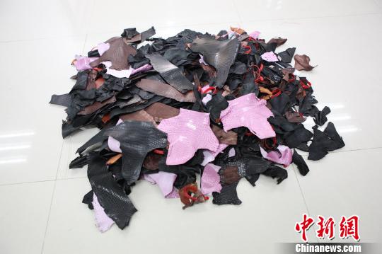 深圳羅湖海關(guān)一次截獲瀕危動(dòng)物鱷魚皮料641塊