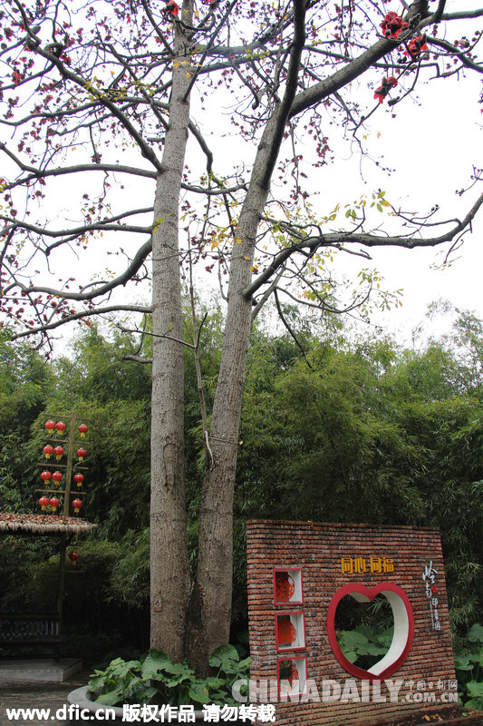 廣州木棉花開(kāi) 鮮艷美麗醉游人