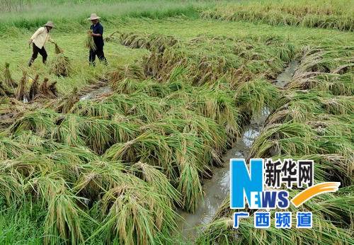 “韋森特”過(guò)后 廣西農(nóng)民“雙搶”忙