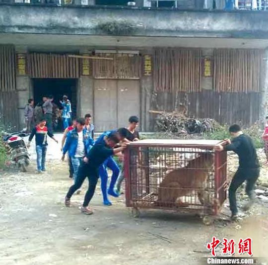 廣西陸川：馬戲團(tuán)獅子逃出鐵籠 警方緊急處置
