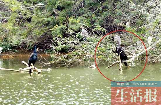 見證“愛情鳥”破鏡重圓 記者用了整整3個月(圖)