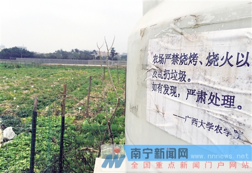 廣西大學(xué)實(shí)驗(yàn)基地變燒烤場(chǎng) 一塊地里紅薯窯超30個(gè)