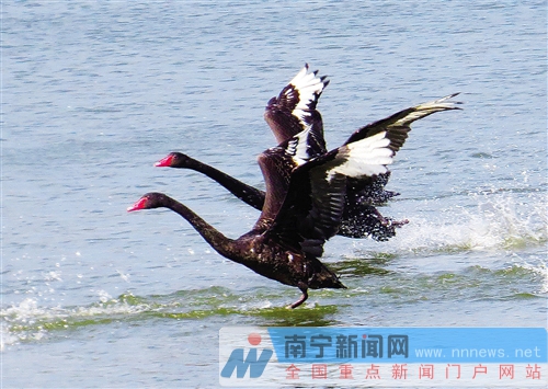 南寧金沙湖景區(qū)正式開門迎客 觀天鵝摘草莓等你來(lái)