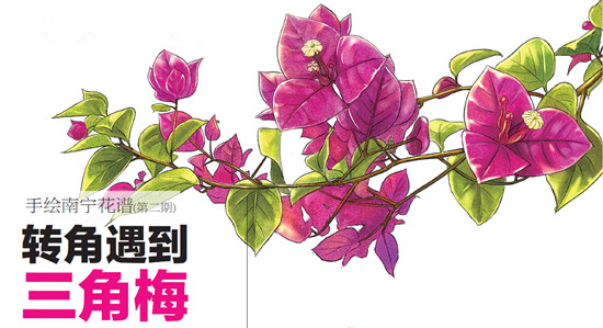 樹木認(rèn)捐認(rèn)養(yǎng)遭到冷遇 為南寧添綠需要您出一份力