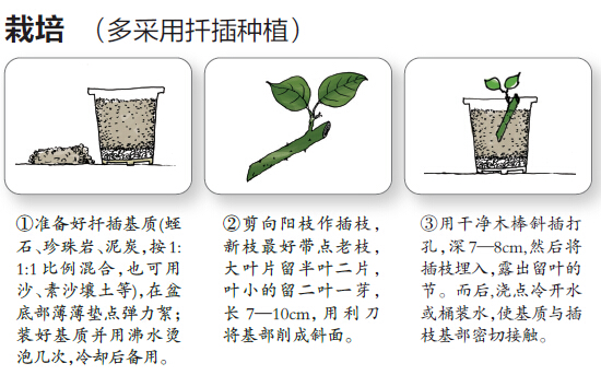 樹木認(rèn)捐認(rèn)養(yǎng)遭到冷遇 為南寧添綠需要您出一份力