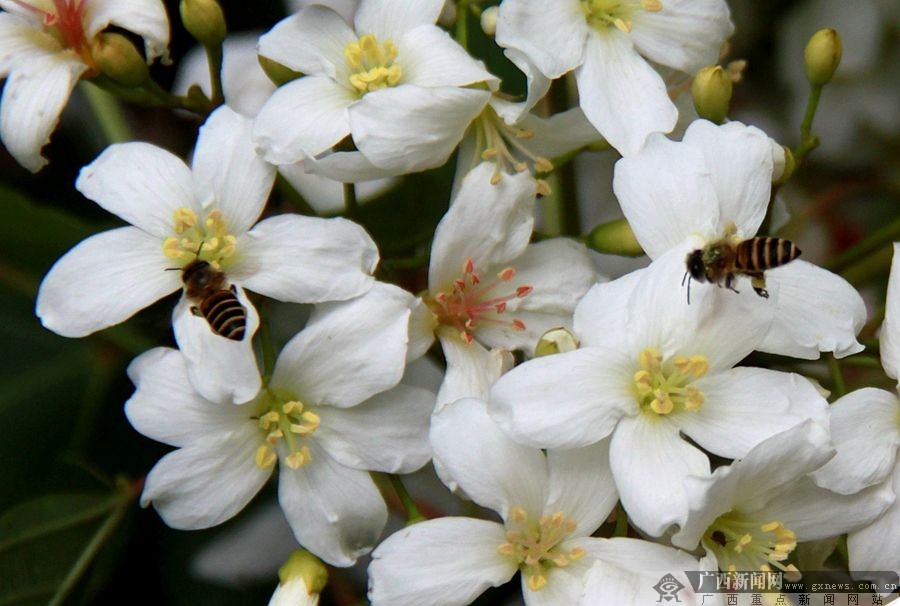 廣西隆林：梧桐花開(kāi)掛滿(mǎn)枝
