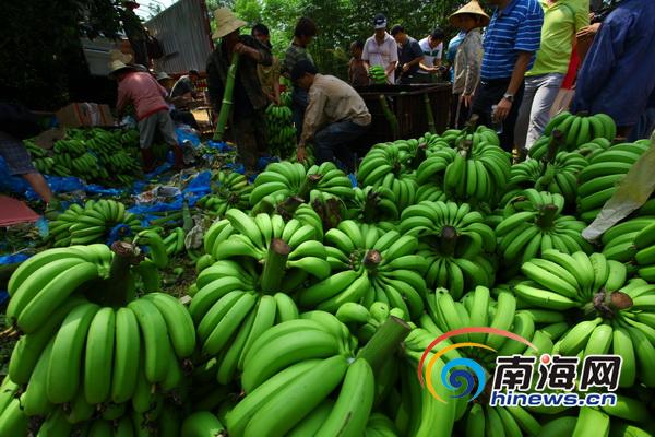 海南企業(yè)購3萬斤香蕉送福利院學校部隊
