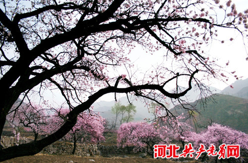 河北棋盤山第十屆杏花節(jié)即將啟幕