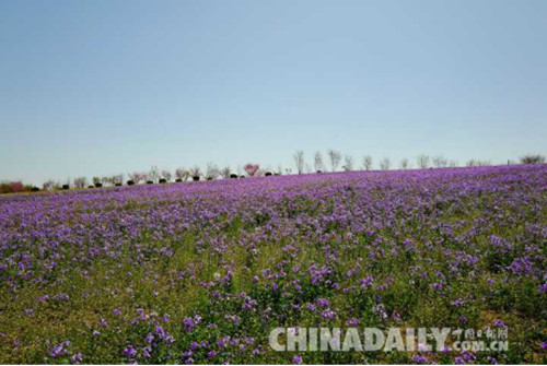 首屆櫻花文化旅游節(jié)在唐山開(kāi)幕 共展出20余種櫻花