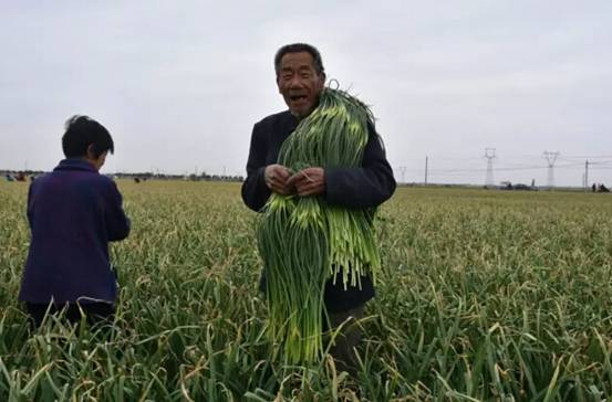 邯鄲永年縣十萬畝蒜薹豐收蒜農(nóng)樂