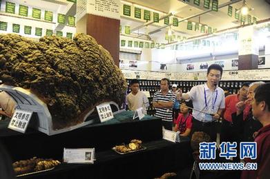 極品靈芝王亮相“藥博會(huì)”（圖）