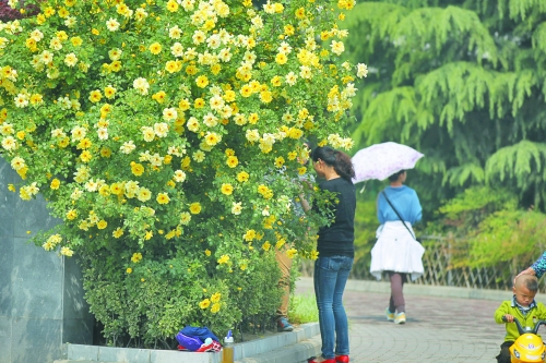 五一期間鄭州最高29℃ 月季花展今日開幕