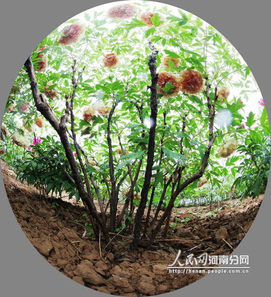 洛陽國際牡丹園進(jìn)入妁藥盛花期