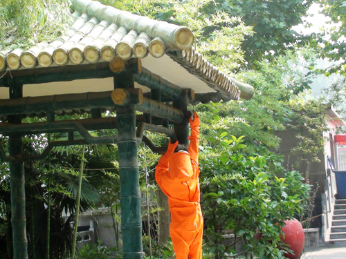 濟源消防成功摘除扎寨校園的馬蜂窩保學生開學安全
