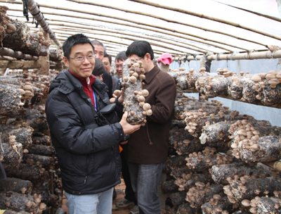 河南西峽香菇暢銷海內(nèi)外