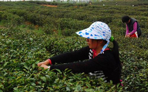 豫南大地茶飄香