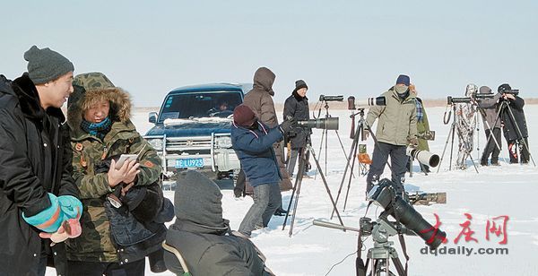 大慶市民發(fā)現(xiàn)雪鸮 罕見寒帶“北極女王”留守大慶(組圖)