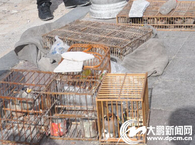 牡丹江市非法捕獵者黑手伸向遷徙候鳥(niǎo) 捕捉后公然售賣(圖)