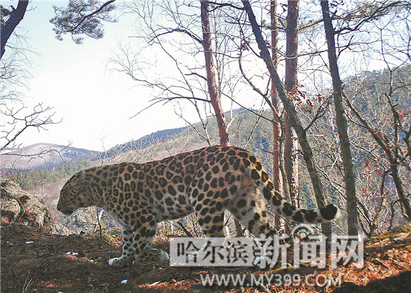 紅外相機(jī)拍到黑龍江省野生東北豹 比東北虎還要珍稀(圖)