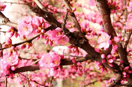 杏花綻放 歡樂(lè)滿(mǎn)城