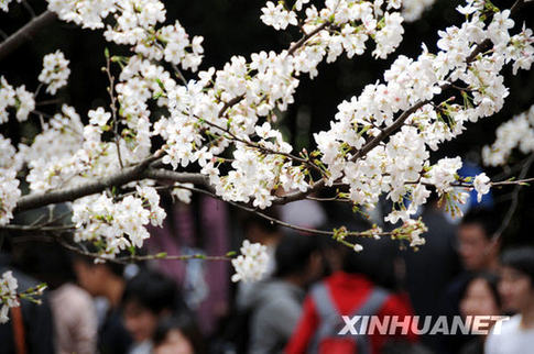 網(wǎng)友質(zhì)疑武大靠櫻花斂財(cái) 校辦負(fù)責(zé)人回應(yīng)(圖)