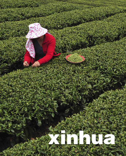 湖北恩施春茶大面積開(kāi)采