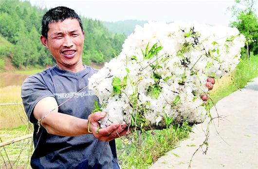 鄖縣遭強風(fēng)冰雹襲擊 冰雹大如雞蛋堆積厚度20厘米
