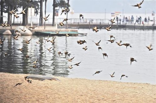 東湖重金屬污染超國標(biāo)兩倍 逾七成魚類水草消失