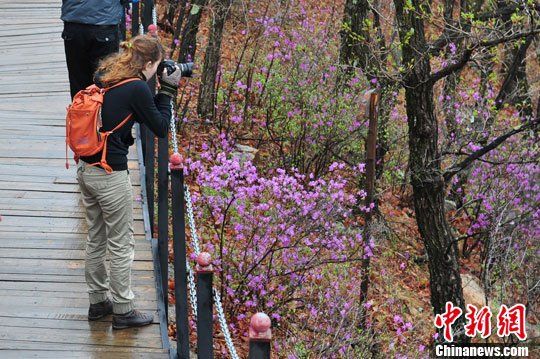 錦河大峽谷杜鵑文化節(jié)啟幕