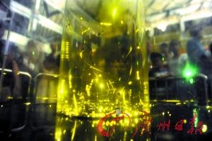 大學城舉辦螢火蟲節(jié)引爭議 螢火蟲節(jié)恐變螢火蟲劫