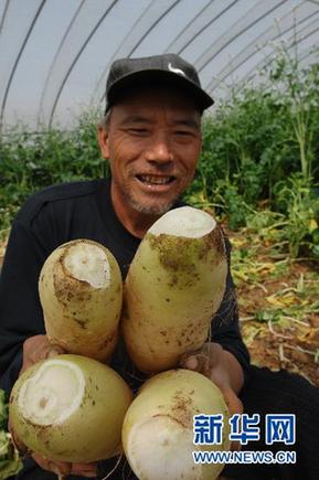 商務部緊急下發(fā)通知緩解蔬菜“賣難”