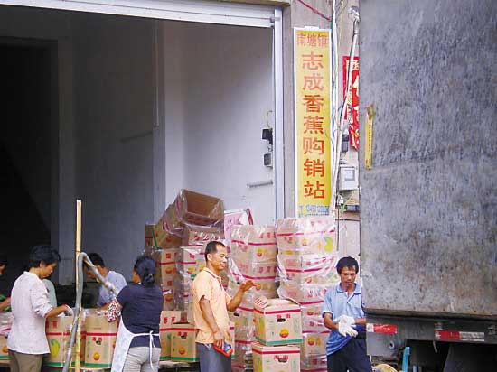 香蕉價(jià)格像坐“過(guò)山車(chē)” 蕉農(nóng)直嘆“暈了”(圖)