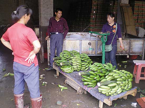 香蕉價(jià)格像坐“過(guò)山車(chē)” 蕉農(nóng)直嘆“暈了”(圖)