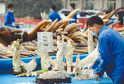我國(guó)首次公開(kāi)銷(xiāo)毀6.1噸查沒(méi)象牙 銷(xiāo)毀是國(guó)際慣例