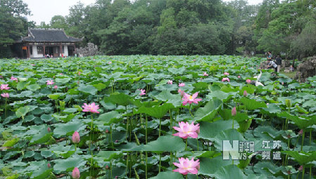 南京：莫愁湖公園荷花盛開