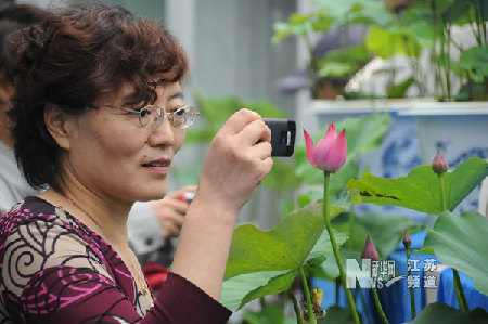 南京：莫愁湖公園荷花盛開(kāi)