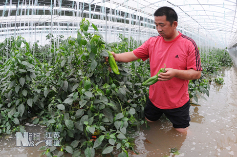 特大暴雨致贛榆農(nóng)業(yè)受到重創(chuàng)