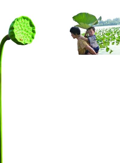 西湖賣蓮蓬荷葉受游客熱捧 消夏荷葉粥怎么做？