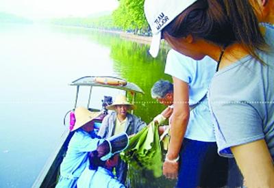 西湖賣蓮蓬荷葉受游客熱捧 消夏荷葉粥怎么做？