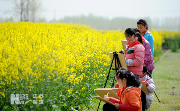 燦爛油菜花 學(xué)生寫生忙