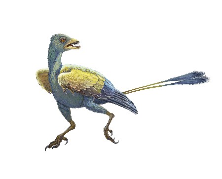 遼寧發(fā)現(xiàn)1.25億年前熱河生物群古鳥(niǎo)類新屬種