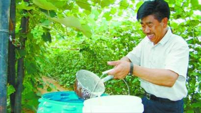 鞍山市千山區(qū)王學密家的葡萄四季都能采摘