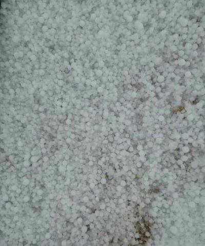 大連：冰雹來襲！個(gè)頭像玉米粒（圖）