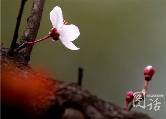 驚蟄飄小雨 成都錦江岸邊鳥(niǎo)語(yǔ)花香
