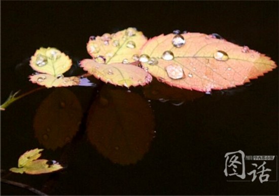 驚蟄飄小雨 成都錦江岸邊鳥(niǎo)語(yǔ)花香