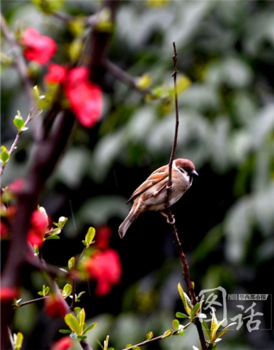 驚蟄飄小雨 成都錦江岸邊鳥(niǎo)語(yǔ)花香