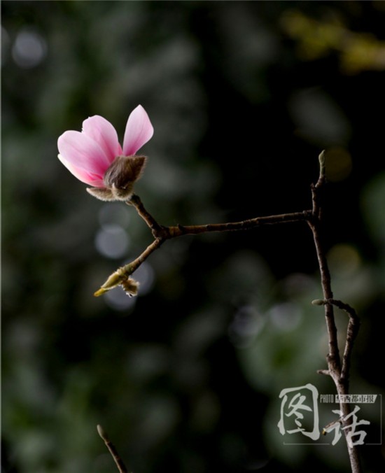 驚蟄飄小雨 成都錦江岸邊鳥(niǎo)語(yǔ)花香