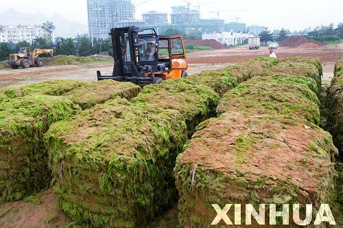 青島：滸苔治理用上“壓榨機(jī)”