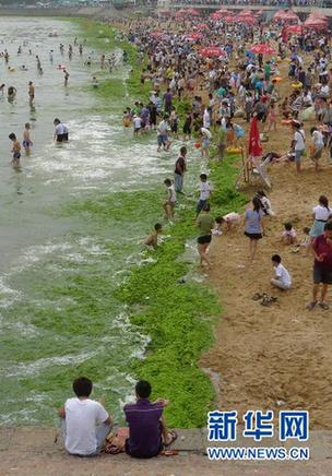 新華調(diào)查:海邊綠潮疑云 青島滸苔緣何連續(xù)5年來襲