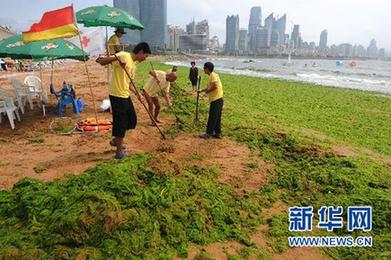 新華調(diào)查:海邊綠潮疑云 青島滸苔緣何連續(xù)5年來(lái)襲